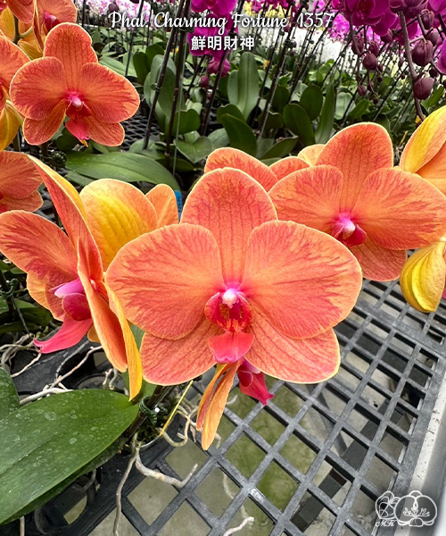 美琪園藝Miki Orchid - 品種詳細頁